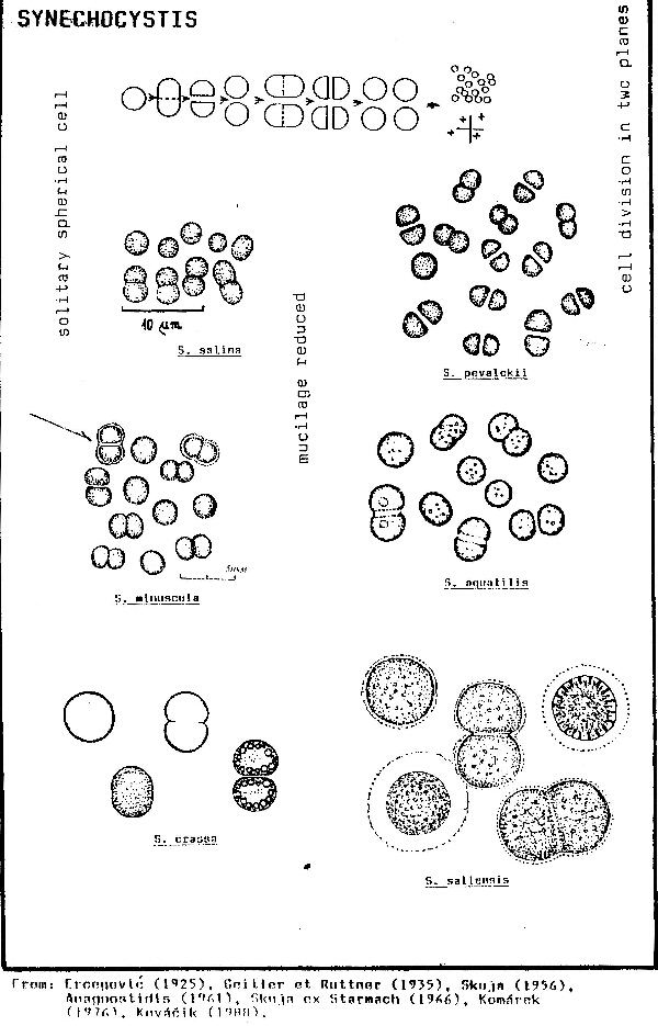 Synechocystis Synechocystis CyanoDBcz A database of cyanobacterial genera