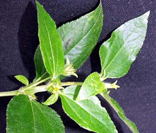 Synedrella Synedrella nodiflora Health effects and herbal facts