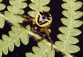Synema (spider) httpsuploadwikimediaorgwikipediacommonsthu