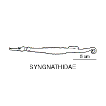 Syngnathidae syngnathidaegif