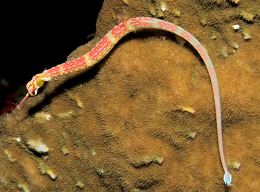 Syngnathidae All About the Small Slim Pipefish Syngnathidae