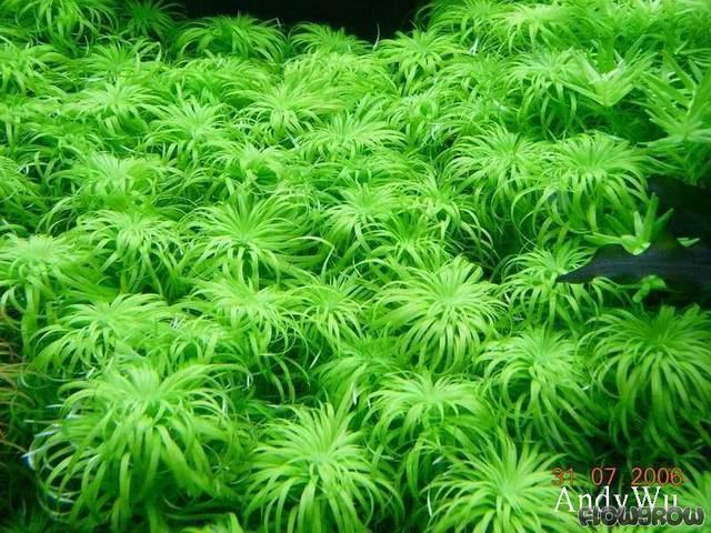 Syngonanthus Syngonanthus macrocaulon Flowgrow Aquatic Plant Database
