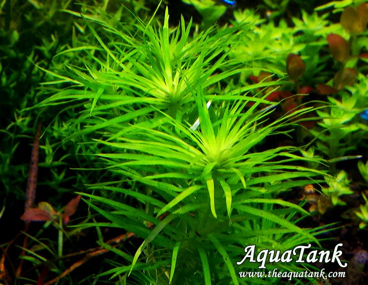 Syngonanthus Syngonanthus Madeira aquarium plant AquaTank Rare Aquarium Plants