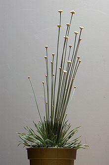 Syngonanthus chrysanthus httpsuploadwikimediaorgwikipediacommonsthu