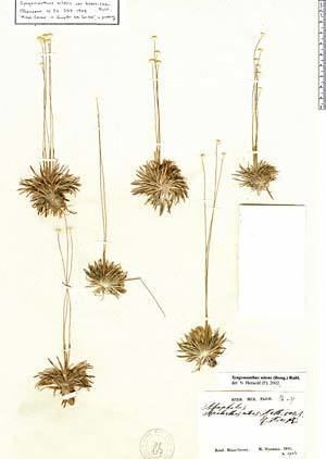 Syngonanthus nitens Muestras Neotropicales de Herbario
