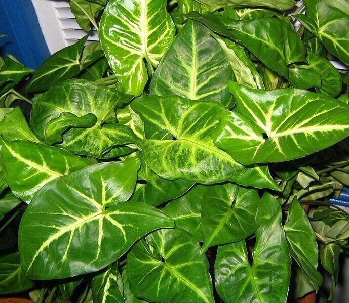 Syngonium Plant In Hindi