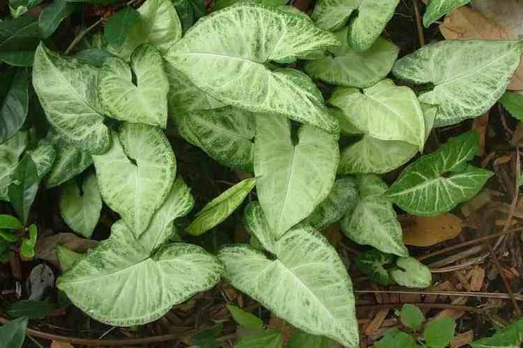 Syngonium Syngonium podophyllum