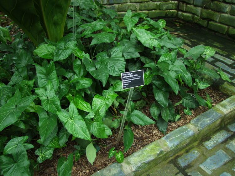 Syngonium podophyllum Syngonium podophyllum Useful Tropical Plants