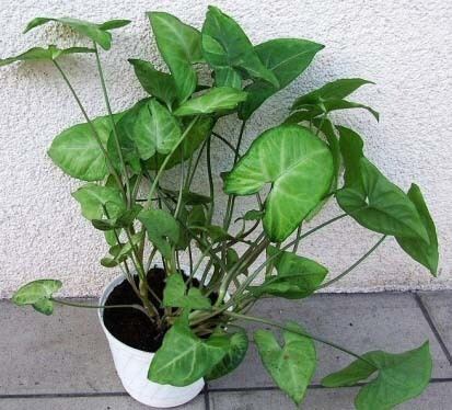 Syngonium podophyllum Syngonium podophyllum Arrow Head Plant Goose Foot Plant Our