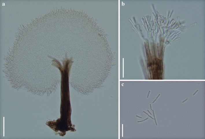 Synnema 37 Lauriomyces synnematicus holotype a A synnema with Figure