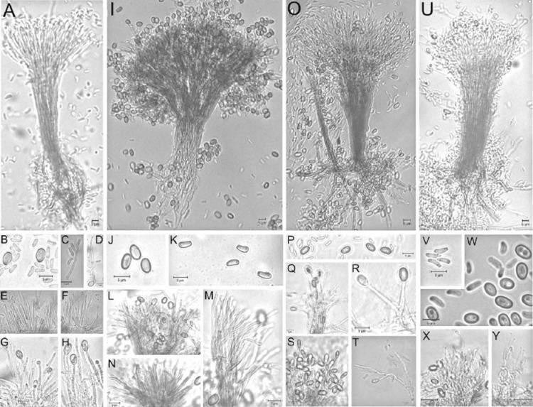 Synnema FIG 6 Graphium euwallaceae a Synnema b Thin and round conidia