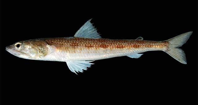 Synodontidae Fish Identification