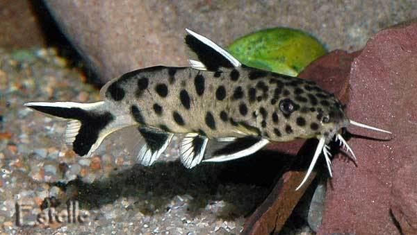 Synodontis Keeping Synodontis Aquarium Catfish PetHelpful