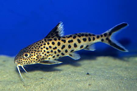 Synodontis Synodontis multipunctata Cuckoo Synodontis Seriously Fish