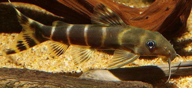 Synodontis brichardi Fish profile Brichardi Catfish