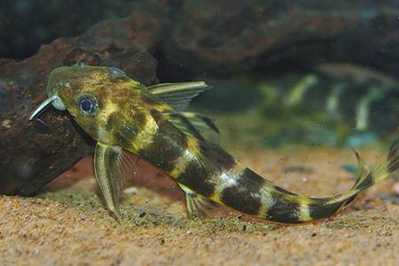 Synodontis brichardi Synodontis brichardi Brichard39s Synodontis Seriously Fish