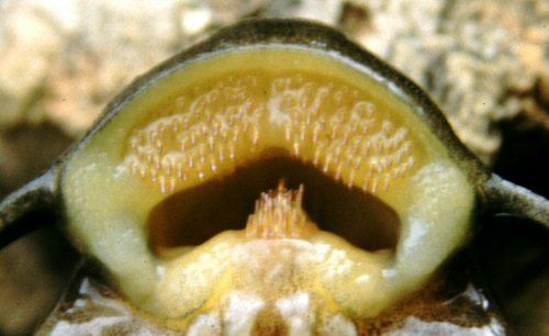 Synodontis brichardi Synodontis brichardi