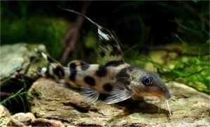 Synodontis decorus Clown Catfish Synodontis Decorus Tropical Fish Site