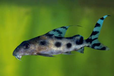Synodontis decorus Synodontis decora Clown Synodontis Seriously Fish