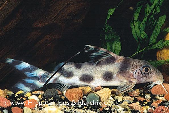 Synodontis decorus Synodontis decora Clown Synodontis Seriously Fish