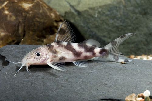 Synodontis decorus synodontis decorus catfish florida sml synodontis decorus Segrest