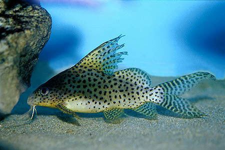 Synodontis Synodontis euptera Featherfin Synodontis Seriously Fish