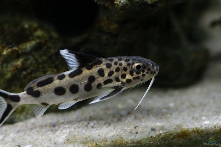Synodontis grandiops Example No 15291 from the category lake malawi
