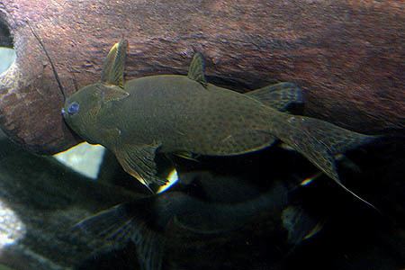 Synodontis nigrita Synodontis nigrita False Upsidedown Catfish Seriously Fish