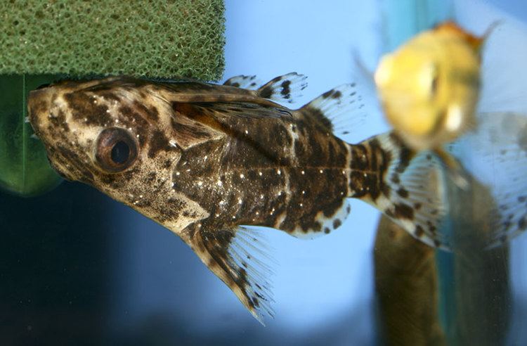 Synodontis nigriventris Upside down catfish Synodontis nigriventris Fish Tanks and Ponds