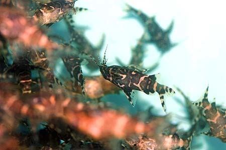 Synodontis nigriventris Synodontis nigriventris Upsidedown Catfish Seriously Fish