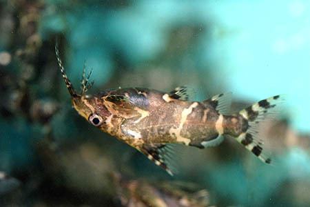 Synodontis nigriventris Synodontis nigriventris Upsidedown Catfish Seriously Fish