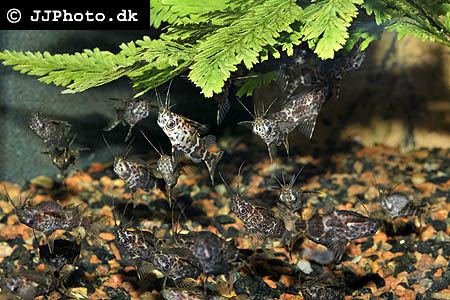 Synodontis nigriventris UpsideDown Catfish Synodontis nigriventris with tropical aquarium