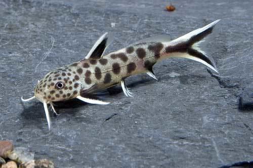 Synodontis petricola Synodontis Petricola Fish Profile AllPondSolutions