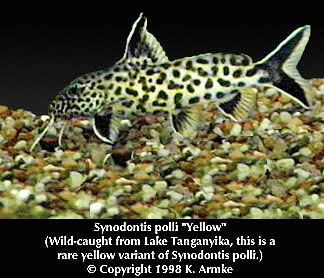 Synodontis polli armkescom fish pages Synodontis polli quotYellowquot