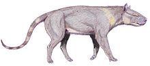 Synoplotherium Synoplotherium Wikipedia