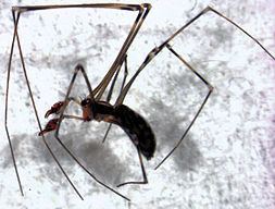 Synotaxidae httpsuploadwikimediaorgwikipediacommonsthu