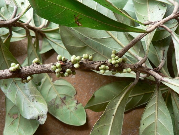Synsepalum brevipes West African Plants A Photo Guide Synsepalum brevipes Baker