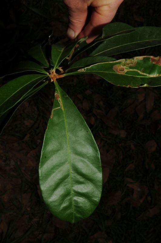 Synsepalum brevipes Central African Plants A Photo Guide Synsepalum brevipes Baker