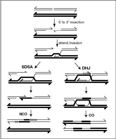 Synthesis-dependent strand annealing (SDSA)