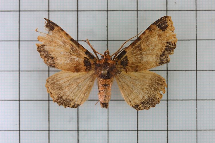 Sypnoides pannosa