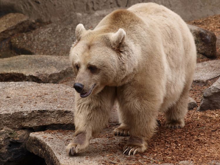 Syrian brown bear Syrian Brown Bear RMZ have recently improved the habitat f Flickr