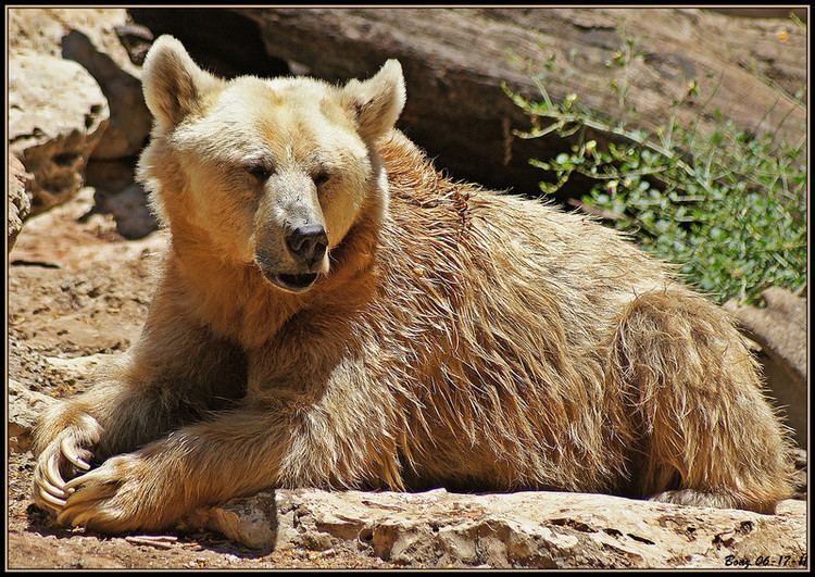 Syrian brown bear The Syrian Brown Bear Ursus arctos syriacus by BoazR Photo