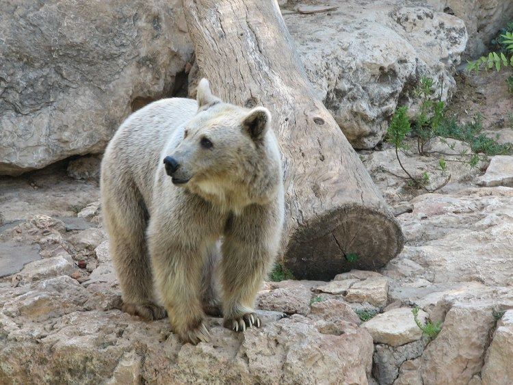 Syrian brown bear httpsiytimgcomviLXw461mD4Q0maxresdefaultjpg