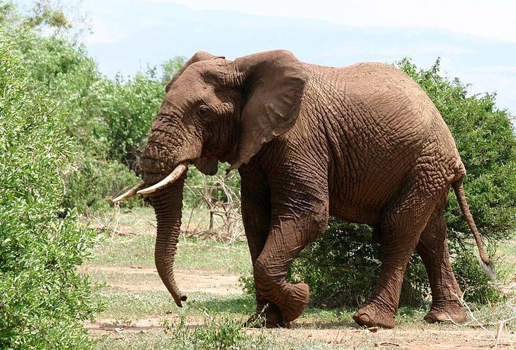 Syrian elephant Syrian elephant vs African bush elephant