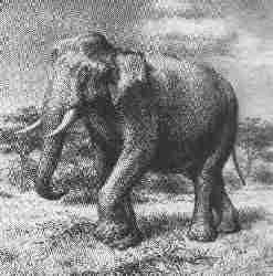 Syrian elephant Nabataean Elephants