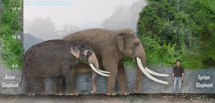 Syrian elephant Syrian Elephant Dinosaur Home