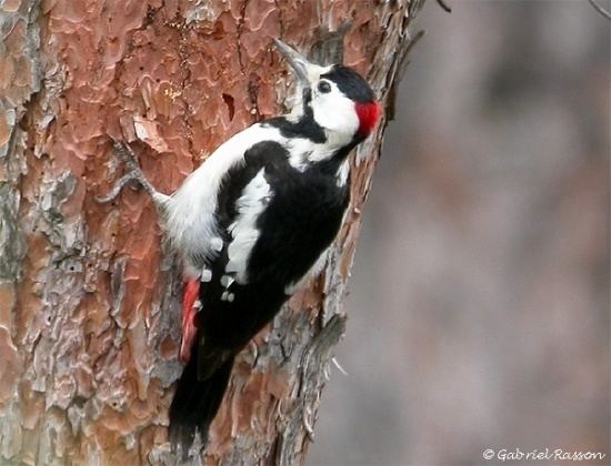 Syrian woodpecker wwwbirdforumnetopusimagesthumbff2SyrianWo
