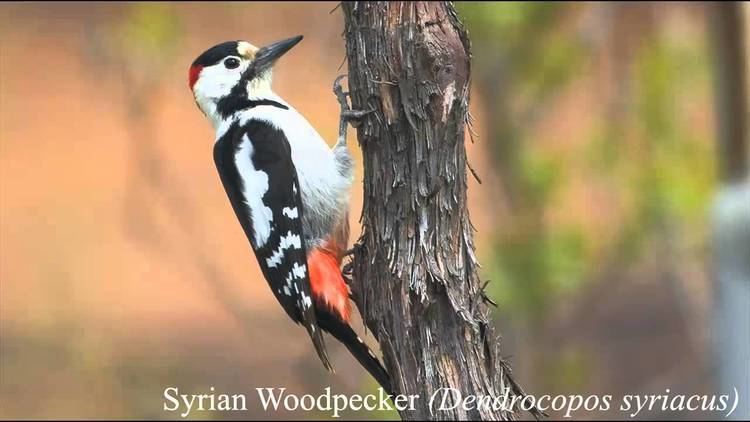 Syrian woodpecker Syrian woodpecker Pics and Song YouTube