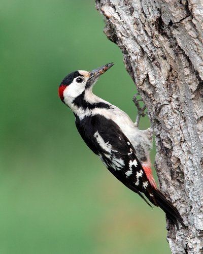 Syrian woodpecker New Page 1