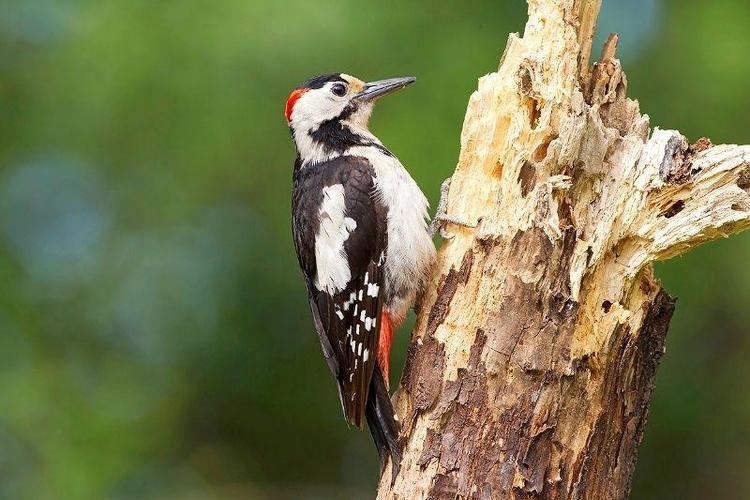 Syrian woodpecker Syrian woodpecker Dendrocopos syriacus Moscow